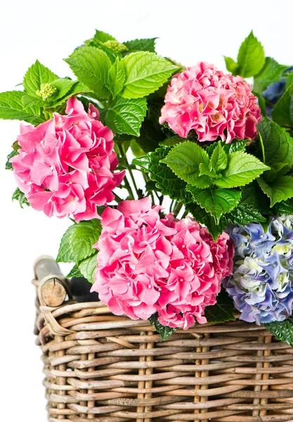 Beautiful hortensia on white background. colorful hydrangea in b — Stock Photo, Image