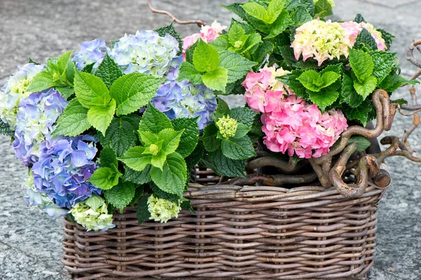 Arbustos de hortênsia coloridos. hortensia jardim bonito — Fotografia de Stock