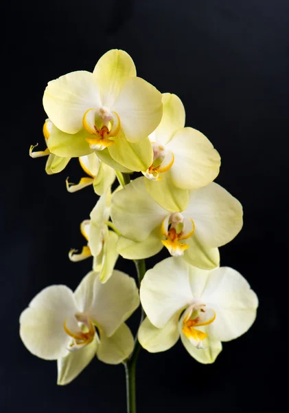 Gyönyörű sárga egzotikus orchidea virág — Stock Fotó