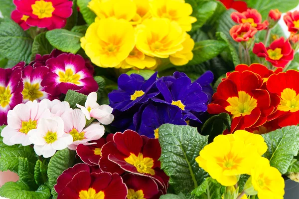 Fleurs printanières fraîches colorées primula — Photo