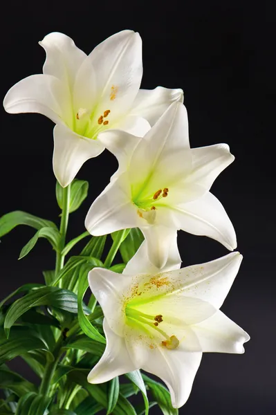 Buquê de flores de lírio branco em preto — Fotografia de Stock