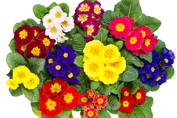 Colorful fresh spring primula flowers — Stock Photo, Image