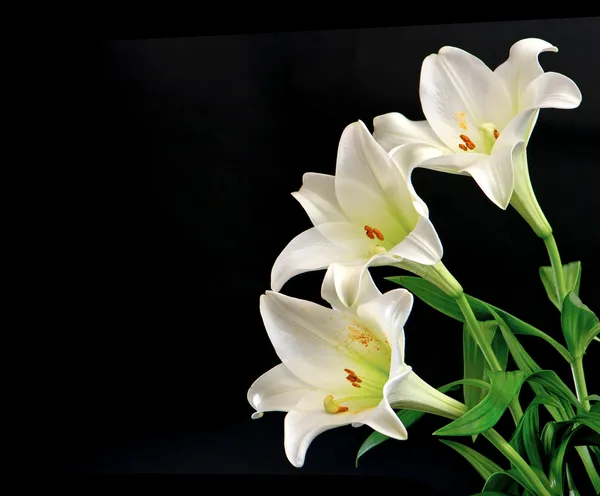 Vit Lilja blommor bukett på svart — Stockfoto