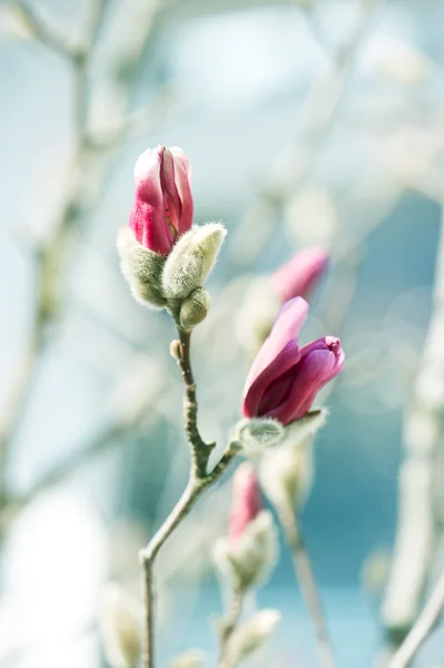 Magnolia όμορφη άνοιξη — Φωτογραφία Αρχείου