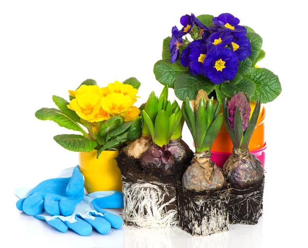 Frühlingsblumen Hyazinthe und Primeln auf weiß — Stockfoto