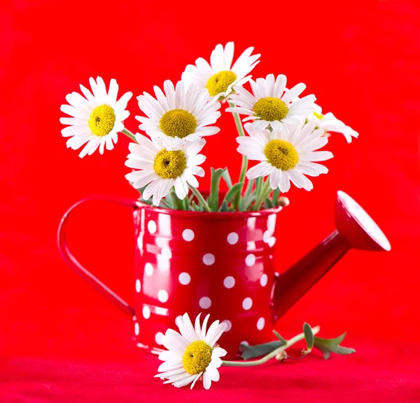 Flores de margarita en lata de agua roja — Foto de Stock