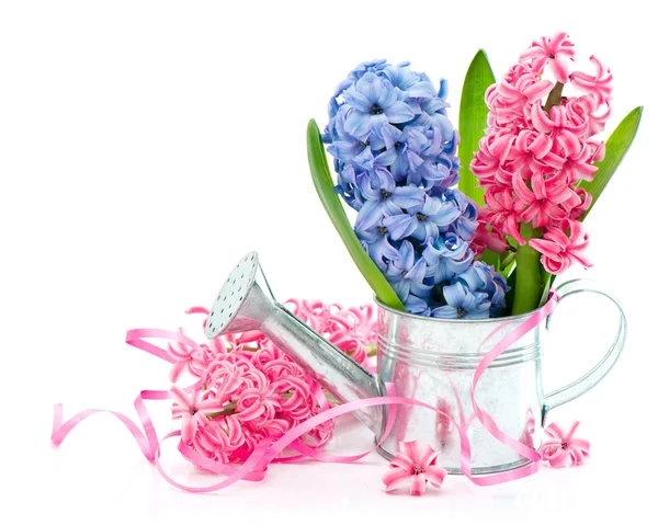 Blue and pink spring hyacinth flowers — Stock Photo, Image