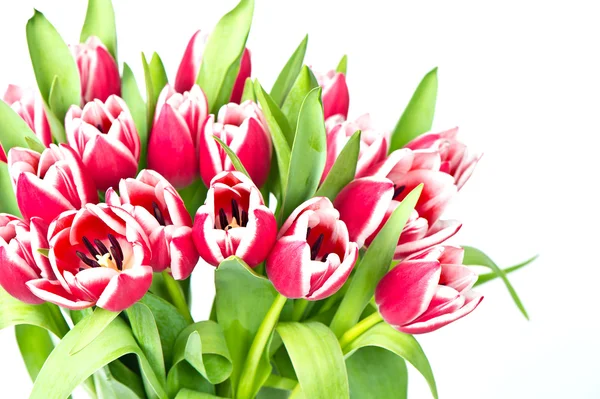 Bunter Strauß frischer rosa Tulpen — Stockfoto