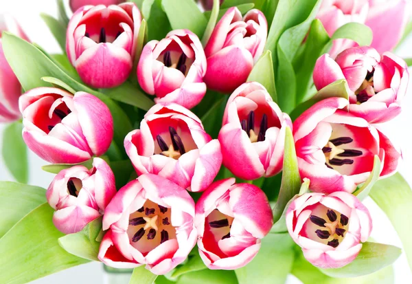 Spring pink tulip flowers — Stock Photo, Image