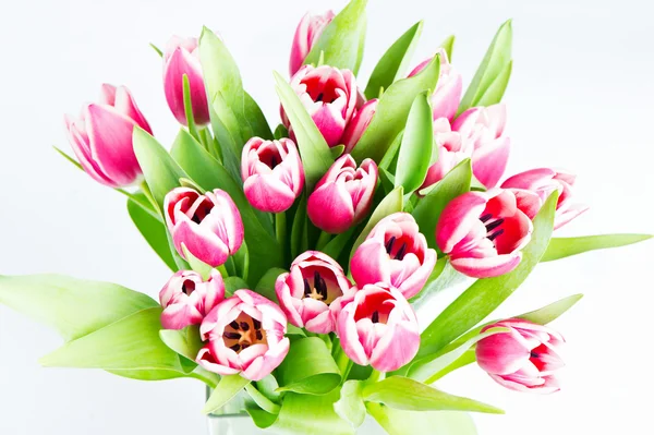 Pink tulip flowers — Stock Photo, Image