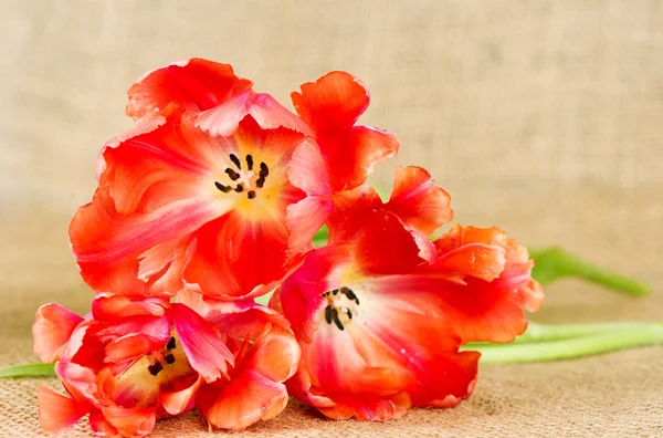 Tulipanes rojos en la arpillera — Foto de Stock