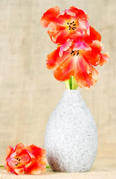Tulipanes rojos en la arpillera — Foto de Stock