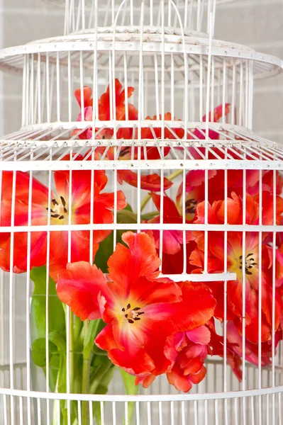 Piros tulipán virágok-dekoratív ketrecben — Stock Fotó