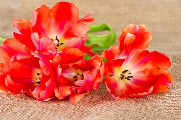 Tulipanes rojos sobre fondo de arpillera — Foto de Stock