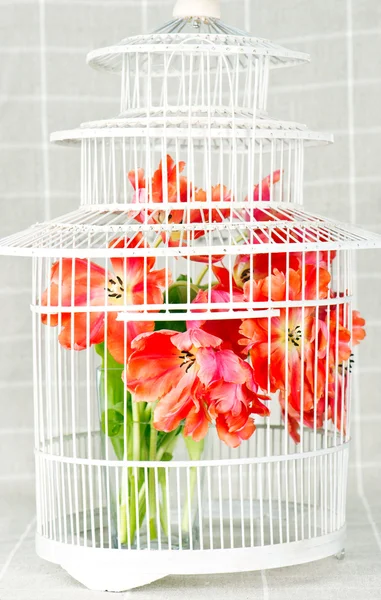 Decoración de flores de tulipán rojo en jaula —  Fotos de Stock