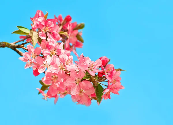 Blommande körsbärsträd på blå himmel bakgrund — Stockfoto