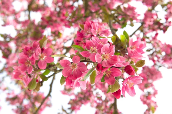 Blommande äppelträd över vita — Stockfoto