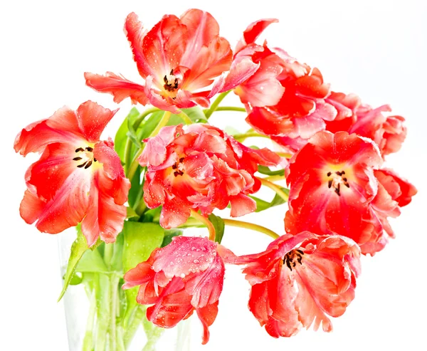 Fire-red tulips. spring flowers bouquet — Stock Photo, Image