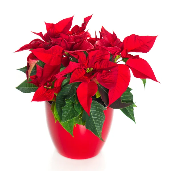 Bela poinsétia. flor de Natal vermelho — Fotografia de Stock