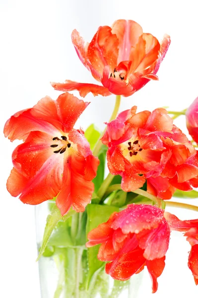 Red tulips on white background — Stock Photo, Image