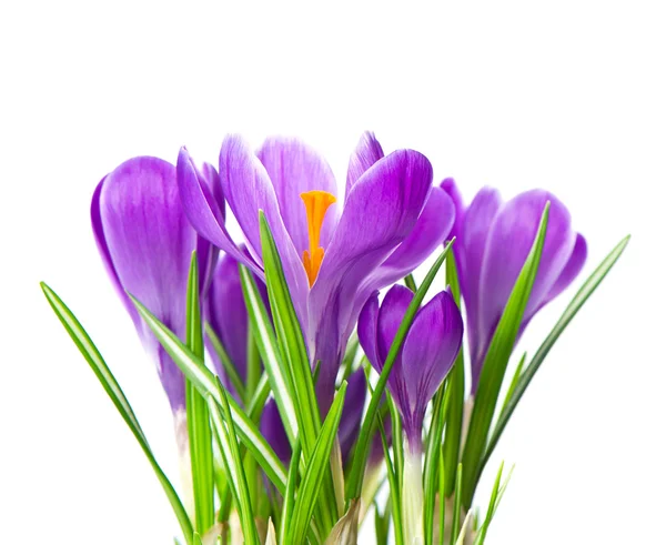 Закрыть красивые весенние цветки крокуса — стоковое фото