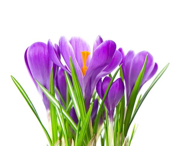 Gros plan de belles fleurs de crocus de printemps — Photo