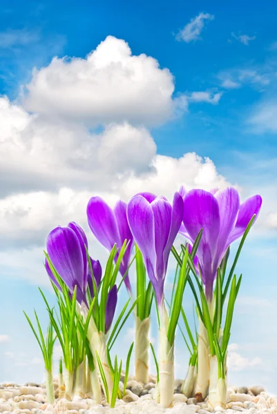 Beautifil spring crocus flowers over blue sky — Stock Photo, Image