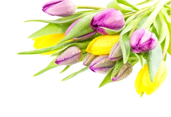 Ramo de flores frescas de tulipán con gotas de agua —  Fotos de Stock
