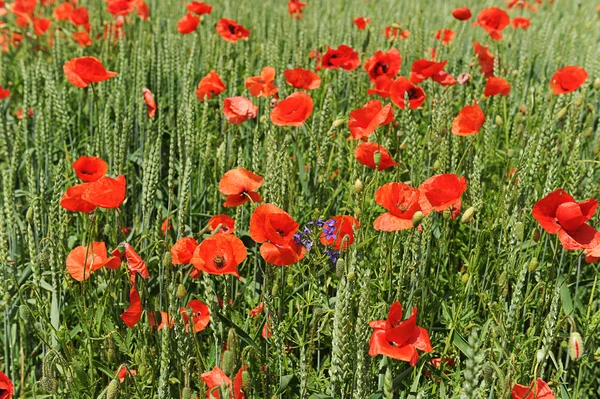 Campo de trigo de primavera con flores de amapola —  Fotos de Stock