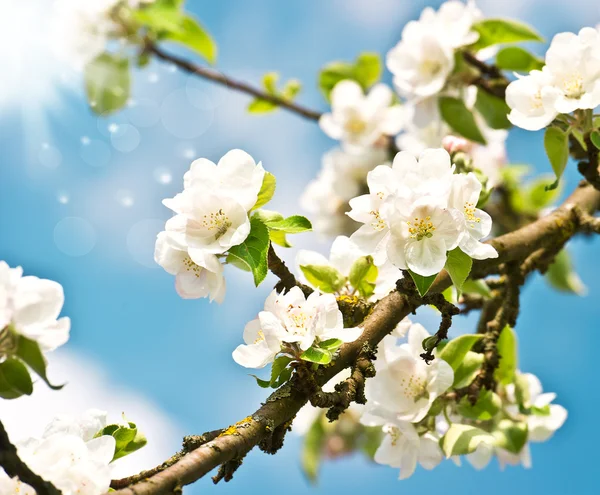 Bloeiende appelboom met witte bloemen over blauwe zonnige hemel — Stockfoto