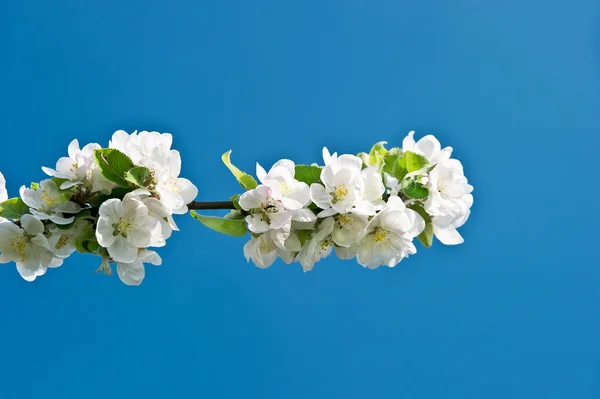 Blommande träd på blå himmel bakgrund — Stockfoto