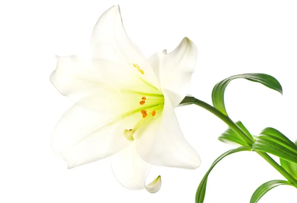 Singolo giglio fiori testa su bianco — Foto Stock