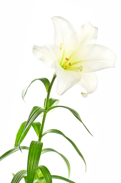 Κεφάλι λουλούδια κρίνο σε άσπρο φόντο — Φωτογραφία Αρχείου