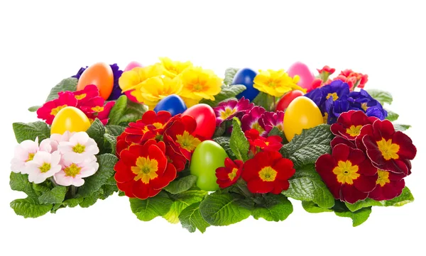 Assorted primula flowers with easter eggs — Stock Photo, Image