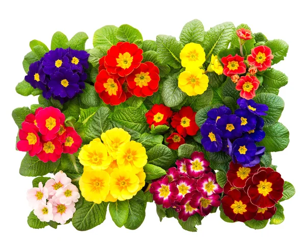 Färgglada färsk våren blommor primula — Stockfoto