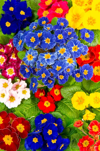 Färgglada färsk våren primula blommor — Stockfoto