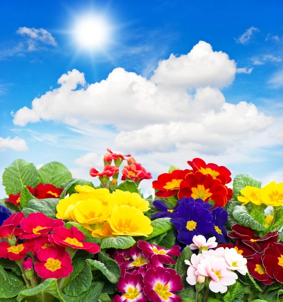 Primula flowers on blue sky background — Stock Photo, Image