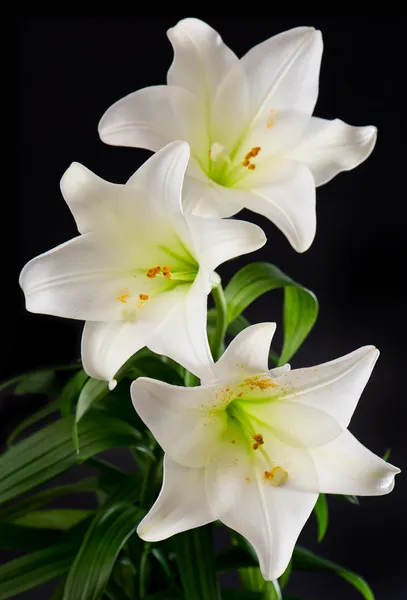 White lily flowers bouquet on black — Stock Photo, Image