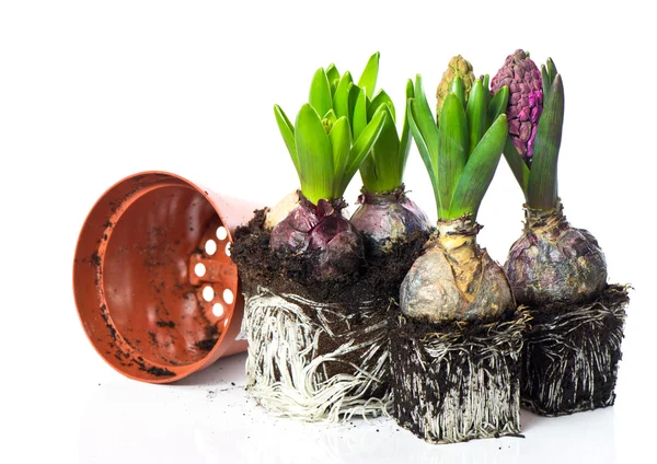 Spring hyacinth flowers on white background — Stock Photo, Image