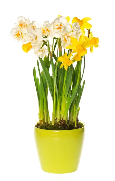 White and yellow narcissus flowers — Stock Photo, Image