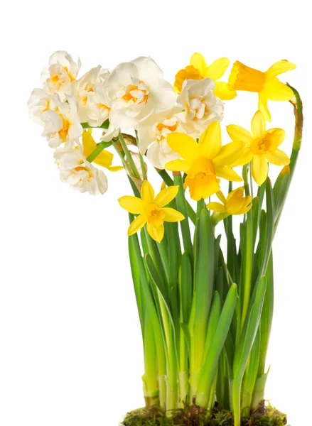 Fresh spring white and yellow narcissus flowers — Stock Photo, Image