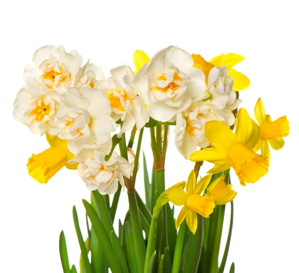 Primavera fresca flores narcisos brancas e amarelas — Fotografia de Stock