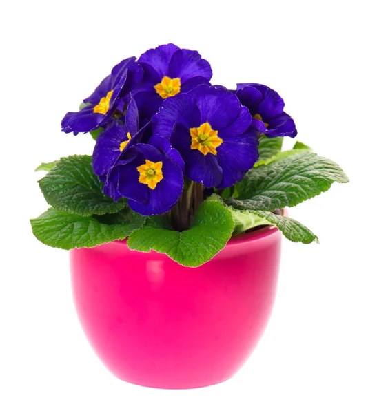 Blue primulas in pink pot isolated on white background — Stock Photo, Image
