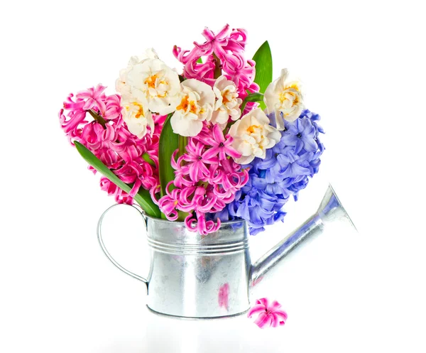 Spring flowers in in watering can — Stock Photo, Image