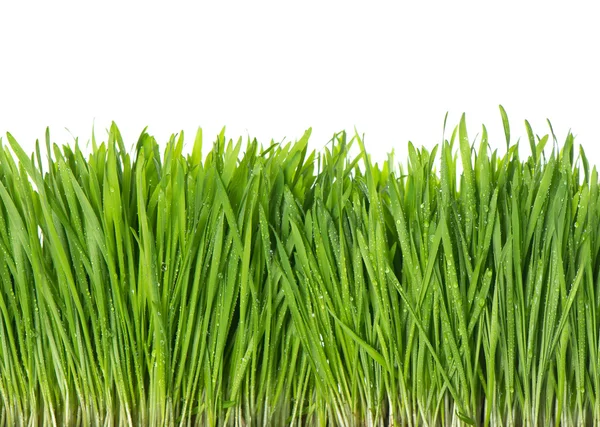 Verse groene lente gras met waterdruppels — Stockfoto