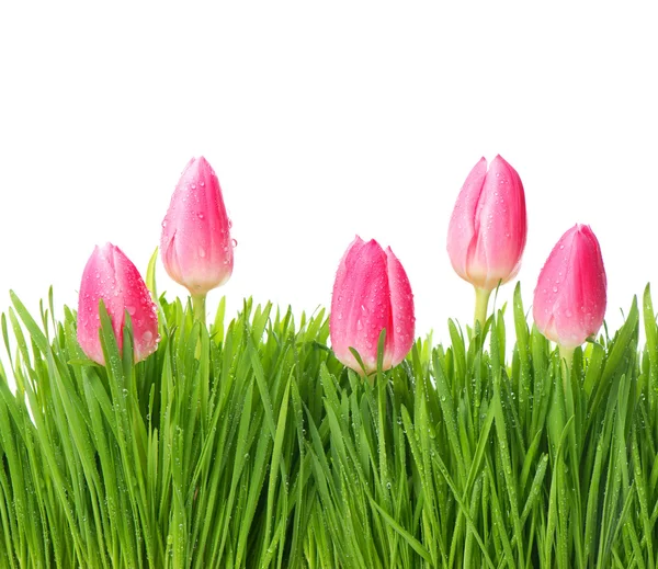 Fresh spring tulip flowers in green grass — Stock Photo, Image