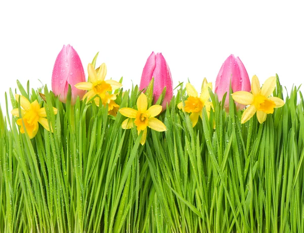 Fresh spring narcissus and tulip flowers in green grass — Stock Photo, Image