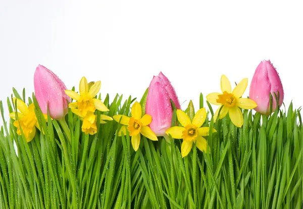 在绿草中的新鲜春天的水仙和郁金香花朵 — 图库照片