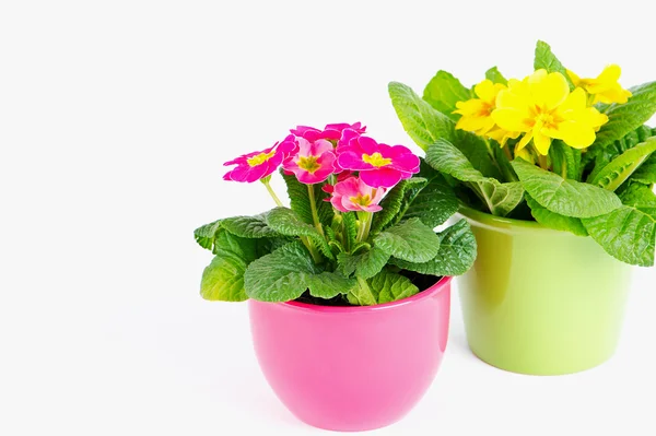 Primulas with different colors in colorful buckets — Stock Photo, Image