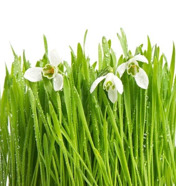 Snowdrops in green grass with water drops — Stock Photo, Image